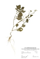 藏品(茯苓菜)的圖片